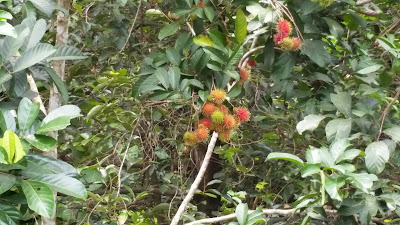 RAMBUTAN TREE