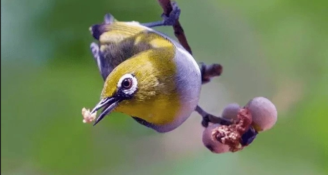 Burung pleci