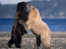  Beruang  Dengan Koleksi Gambarnya yang Lucu Gambar Hidup