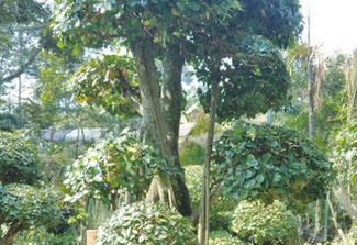 Bonsai Beringin Dolar: Miniatur Keindahan Alam