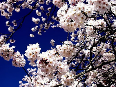 Spring Flower Sakura Photos by cool wallpapers at cool and beautiful wallpapers