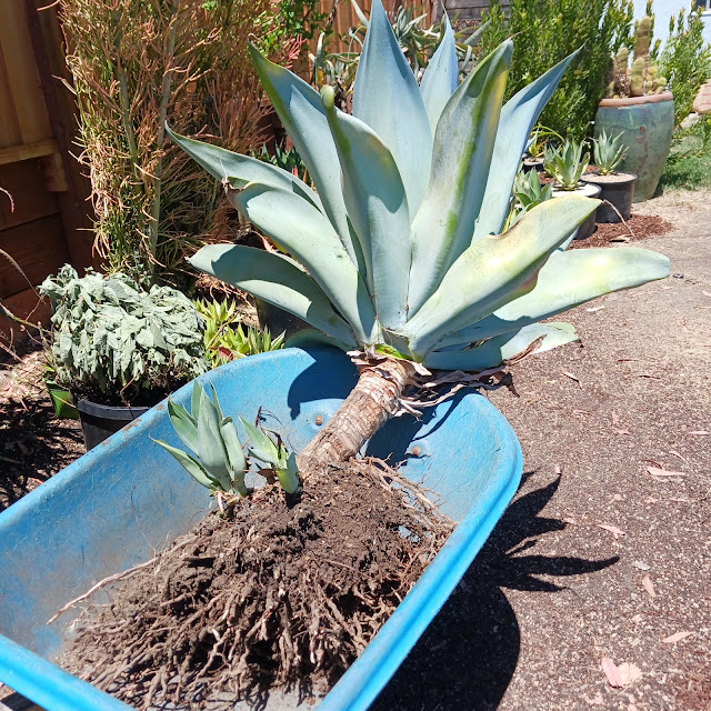 Foxtail Agave being moved to a new location