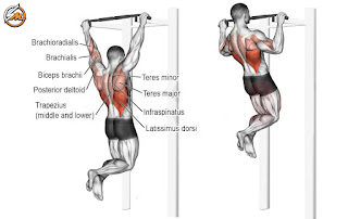 The Push/Pull/Legs Routine for Muscle Gains