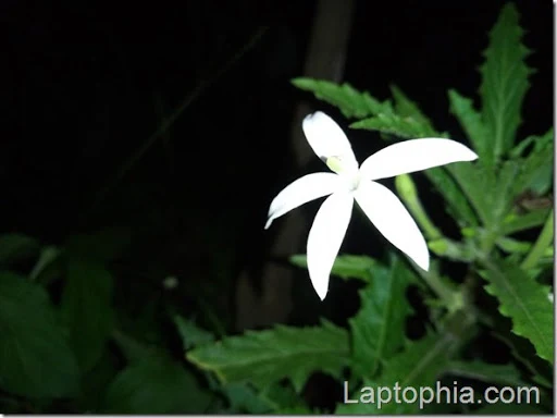 Hasil Foto Kamera Motorola Moto M XT1663