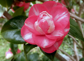 camelia