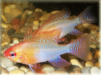 Ram Fish Pictures