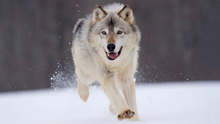 Wolf In Snow Wallpaper