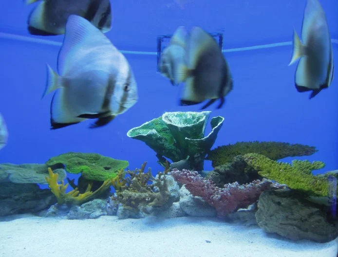 Fishes and corals at Manila Ocean Park oceanarium