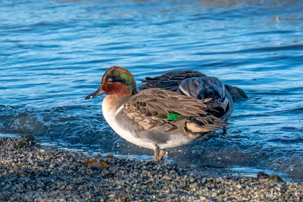 Green-winged teal