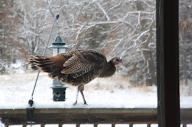 hen turkey on deck railing