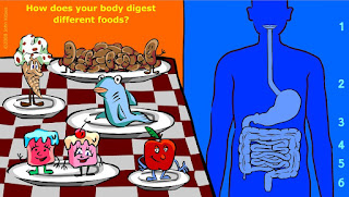 http://kitses.com/animation/swfs/digestion.swf