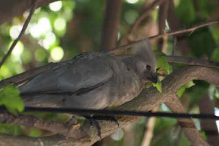 Go-Away Bird Rosebank Johannesburg.