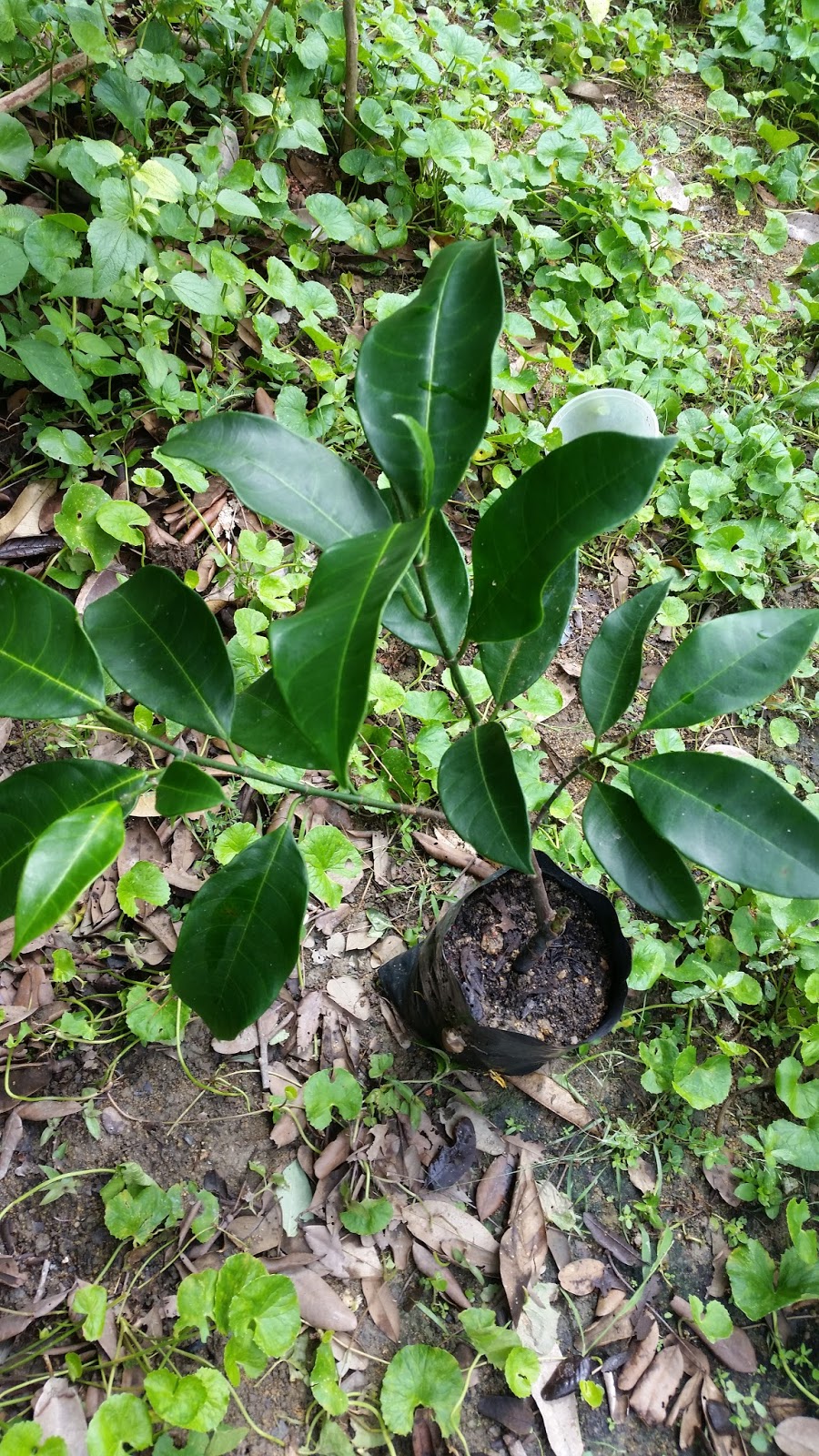 Warisan Petani Anak Benih  1 