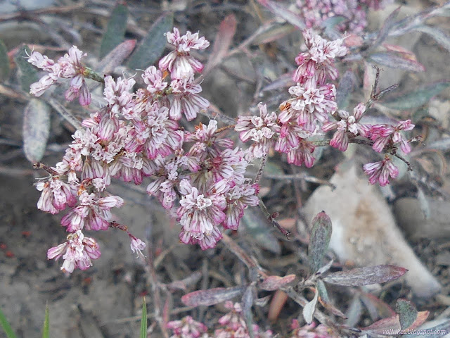 05: little pink flower bunches