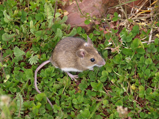 Ratón de campo (Apodemus sylvaticus)