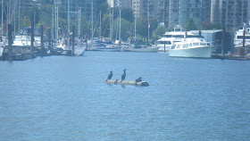 Ocean birds in Stanley Park, Vancouver