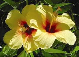 Hibiscus Flower HD Wallpapers Free Download