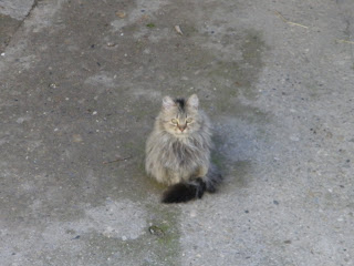 gato peludo