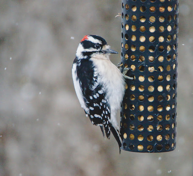 Downy Woodpecker on a birdfeeder photo by mbgphoto