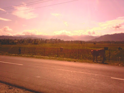 sawah desa tanjung padang