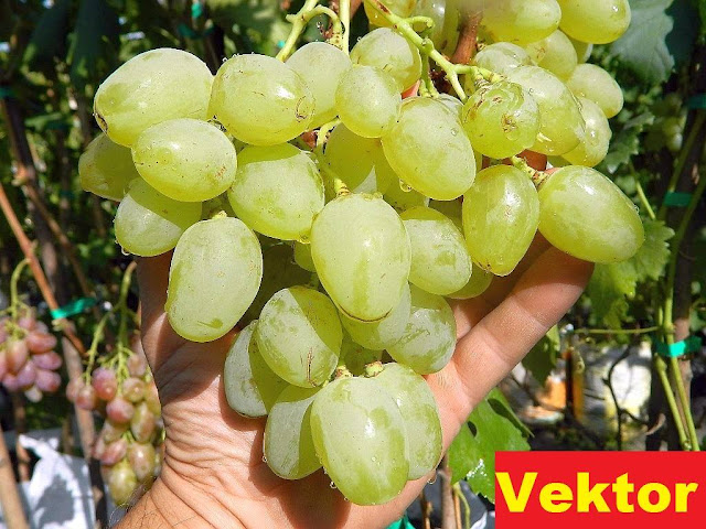 Anggur Vektor, tabulampot, anggur merah, buah anggur, pohon anggur, budidaya anggur, tanaman anggur, buah anggur merah, bibit anggur, gambar anggur, bibit tanaman, jual bibit tanaman, bibit buah, bibit anggur