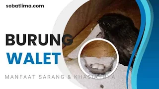 burung walet,sarang burung walet,manfaat sarang burung walet,minuman sarang burung walet,burung walet asli,gambar burung walet,makan burung walet,air liur burung walet,gambar burung walet asli