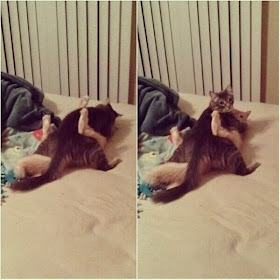Funny cats - part 98 (40 pics + 10 gifs), cute cats, cat pictures, 