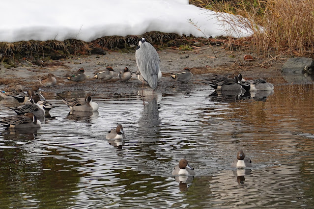 鳥取県米子市西町 湊山公園 池のマガモとアオサギ