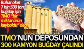 TMO den 7500 ton buğday çalmışlar