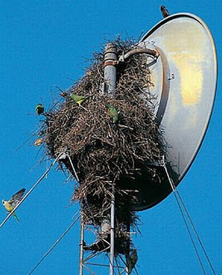 satellite dishes 29 Antena Unik dari seluruh belahan dunia
