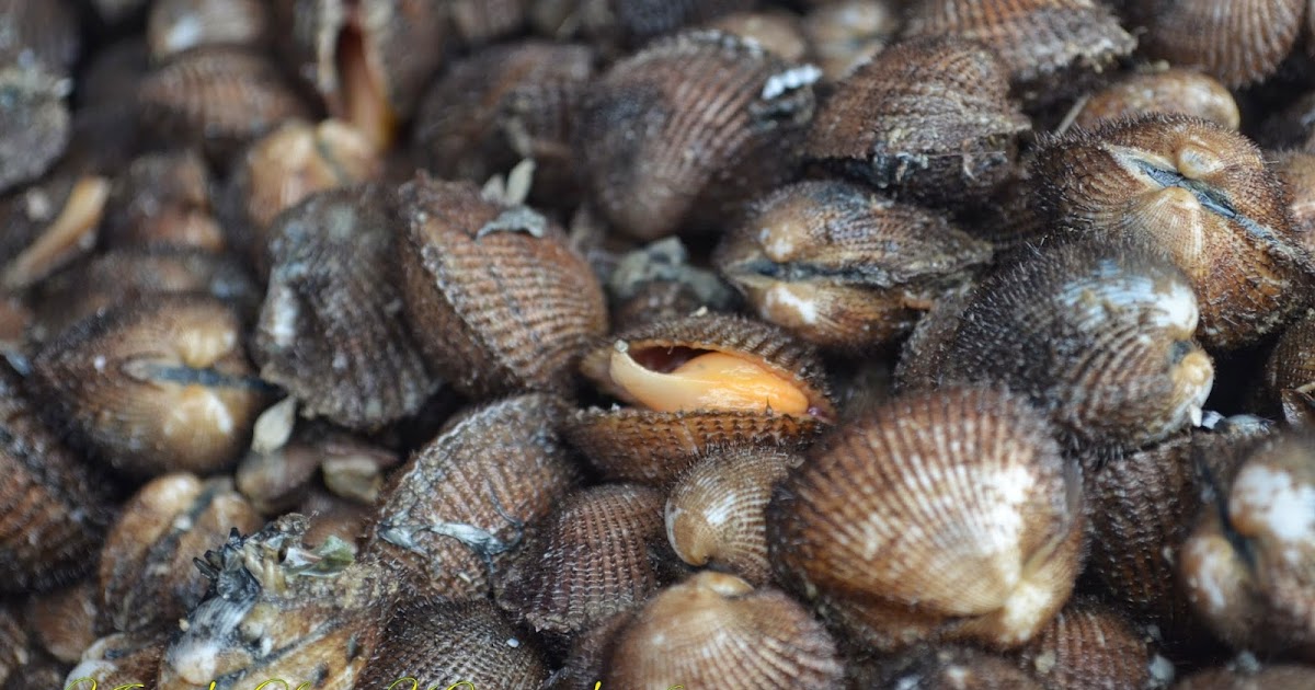 Mengolah Kijing Besar Air Tawar - Resep Rica Rica Kerang ...
