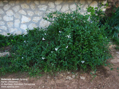 solanum laxum