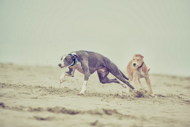 Sighthound & whippet pet portrait shoot at West Witterings Beach, Sussex