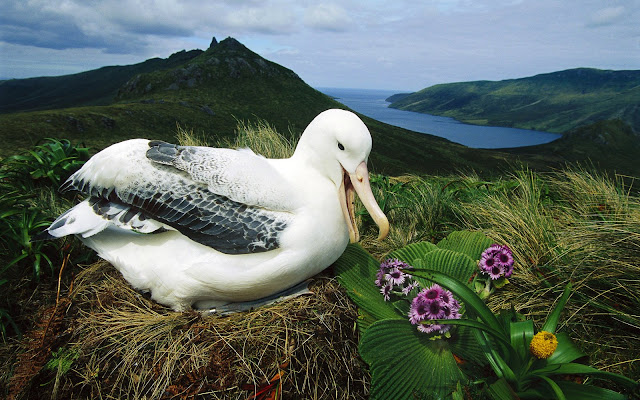 Aves Exoticas