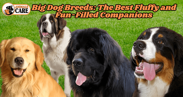A group of fluffy big dog breeds playing together in a grassy field.