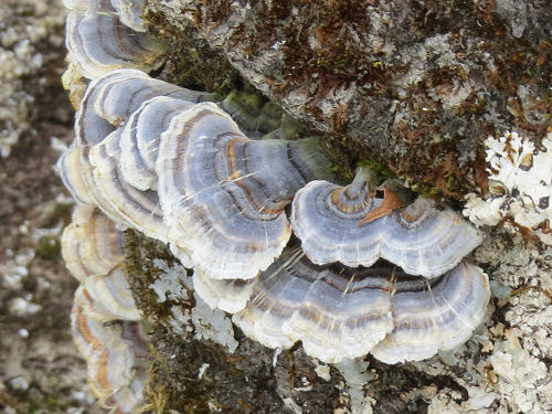 turkeytail fungus