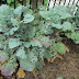 Kale, Whiteflies, and Vegetable Garden Clean Up
