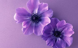 Flores, Fotos de Violetas, parte 1