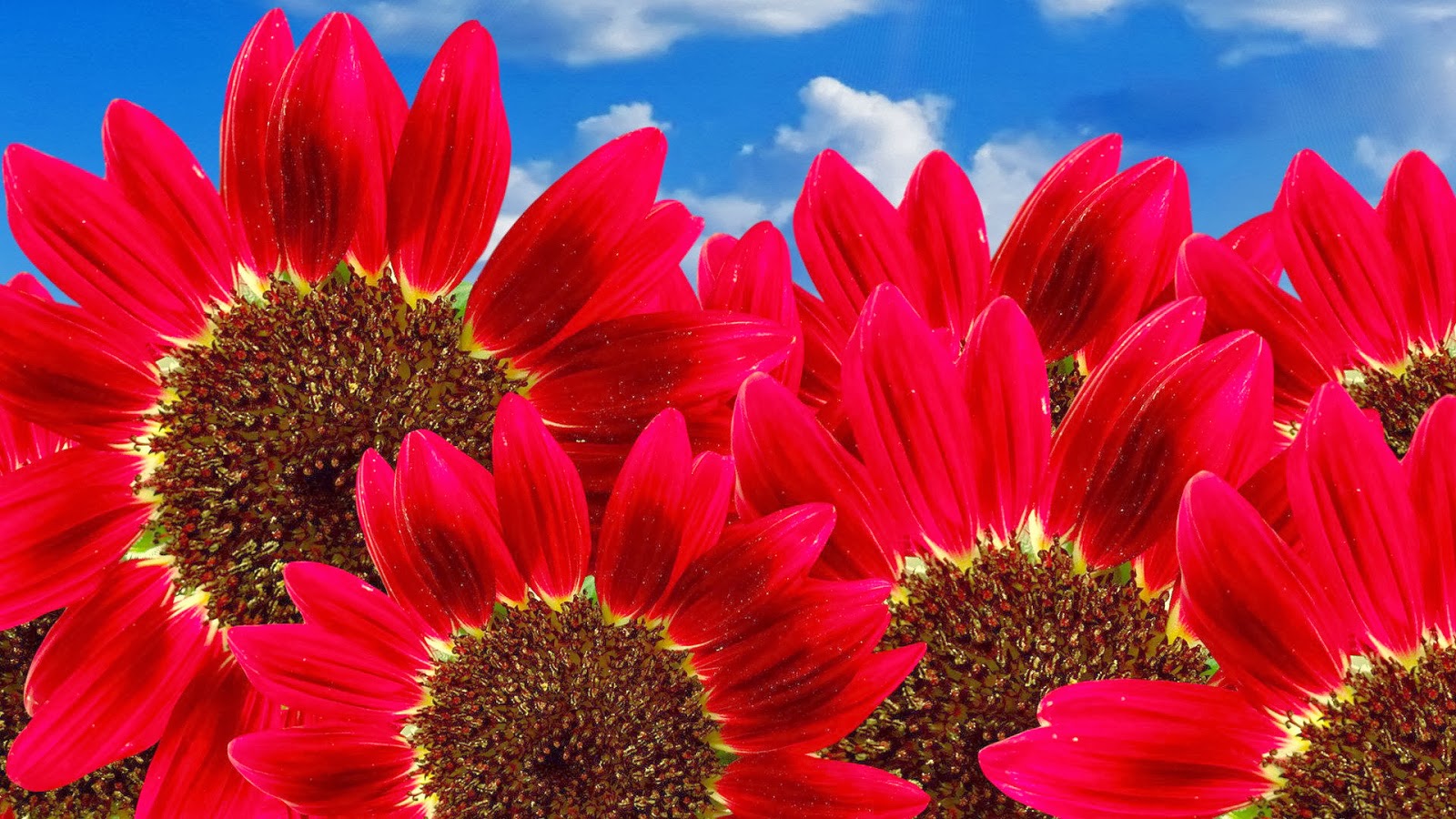 http://www.funmag.org/pictures-mag/flowers/beautiful-flowers-wallpapres/
