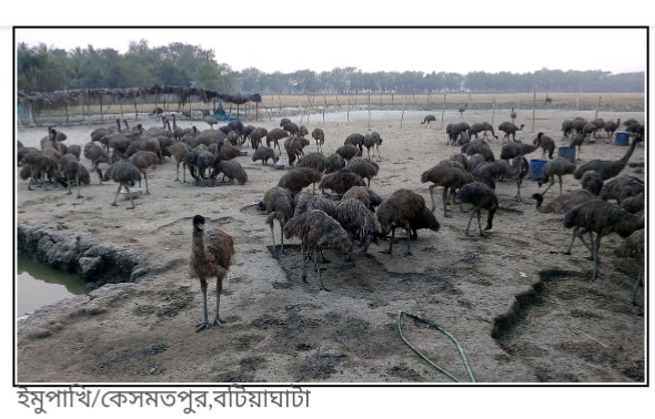 খুলনার বটিয়াঘাটায় পালিত হচ্ছে ইমু পাখি||খুলনার খবর২৪