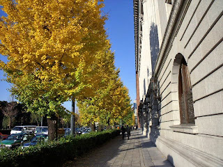 hibiya street in late autumn