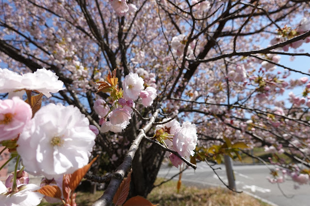 鳥取県西伯郡伯耆町丸山 ビアホフ ガンバリハウスの生垣の八重桜