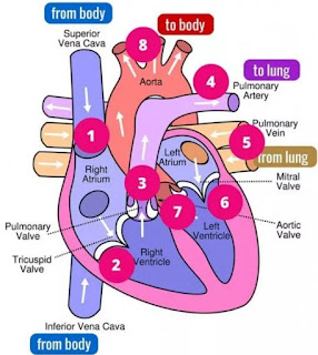 Can you feel a pulse in a vein, How do you tell the difference between a vein and an artery?,  types of veins,  veins structure