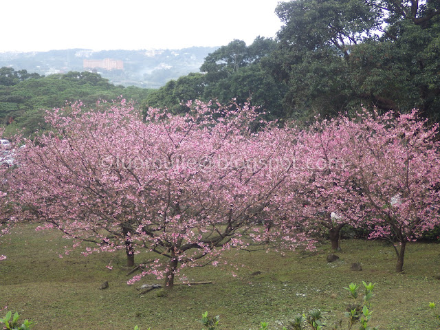 Tianyuan Temple cherry blossom