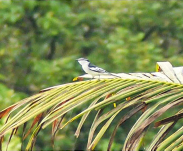 Avian species in selected mangrove areas in Siocon, Zamboanga del Norte, Mindanao, Philippines