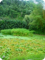 jardin d'eau vaipahi