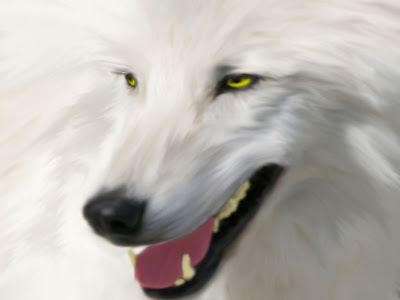 White Wolf Latest Wallpapers 2012