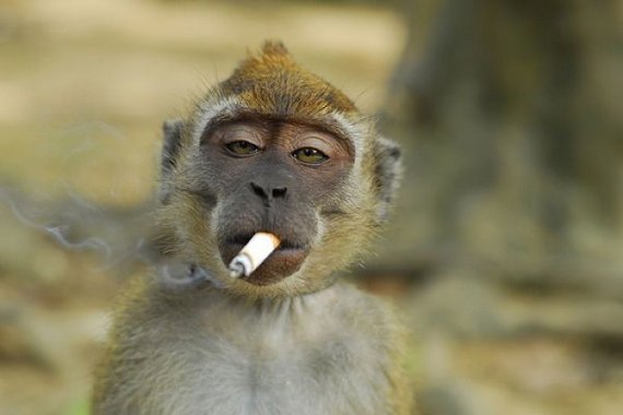 Monkey Addicted to Cigarette Seen On www.coolpicturegallery.us