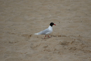 Adult Mediterranean Gull