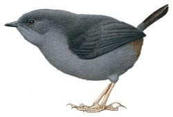 Marsh Tapaculo